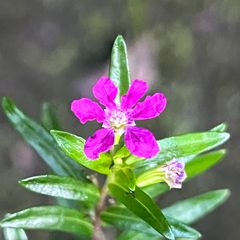 False heather (Cuphea hyssopifolia)