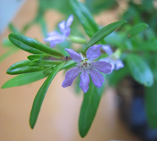 False heather: Cuphea hyssopifolia 'Rob's Mauve', cultivated in Melbourne, Australia