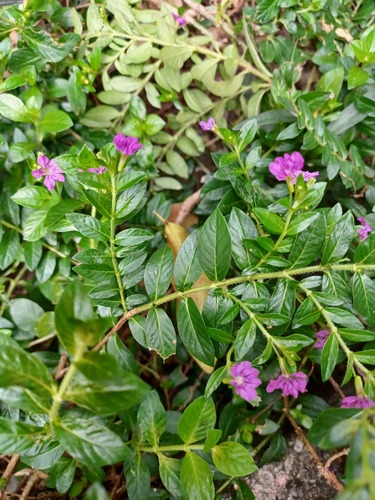 False heather (Cuphea hyssopifolia)