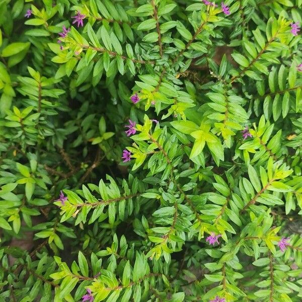 False heather (Cuphea hyssopifolia)