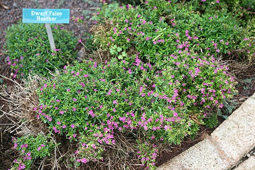False heather: Dwarf False Heather ( Cuphea hyssopifolia ), Dole Plantation