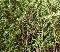 False heather (Cuphea hyssopifolia)