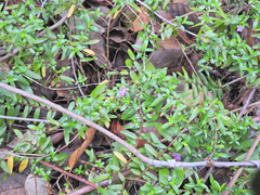 False heather (Cuphea hyssopifolia)