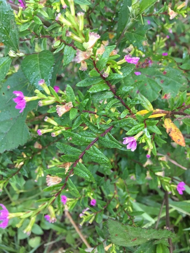 False heather (Cuphea hyssopifolia)