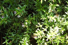 False heather (Cuphea hyssopifolia)