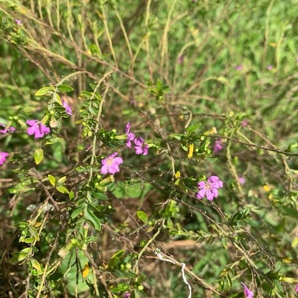 False heather (Cuphea hyssopifolia)