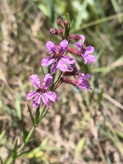 Cuphea hyssopoides (Cuphea hyssopoides)