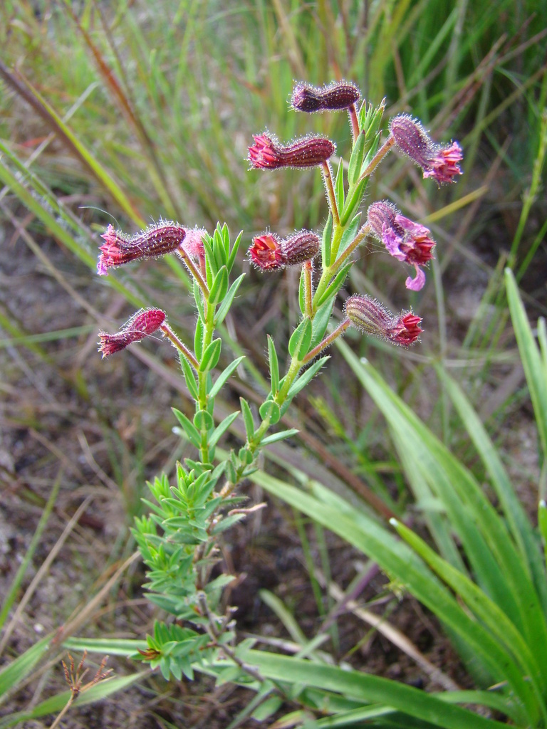 Cuphea hyssopoides (Cuphea hyssopoides)