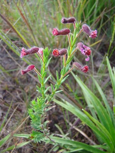 Cuphea hyssopoides (Cuphea hyssopoides)