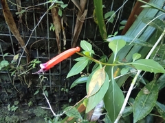 Cigar flower (Cuphea ignea)
