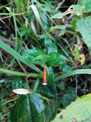 Cigar flower (Cuphea ignea)