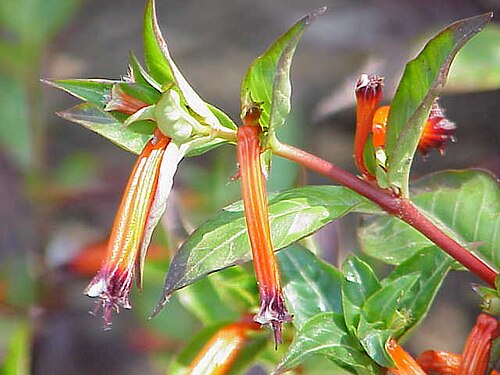 Cigar flower: Species : Cuphea ignea Family : Lythraceae Image No. 4