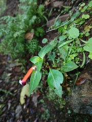Cigar flower (Cuphea ignea)