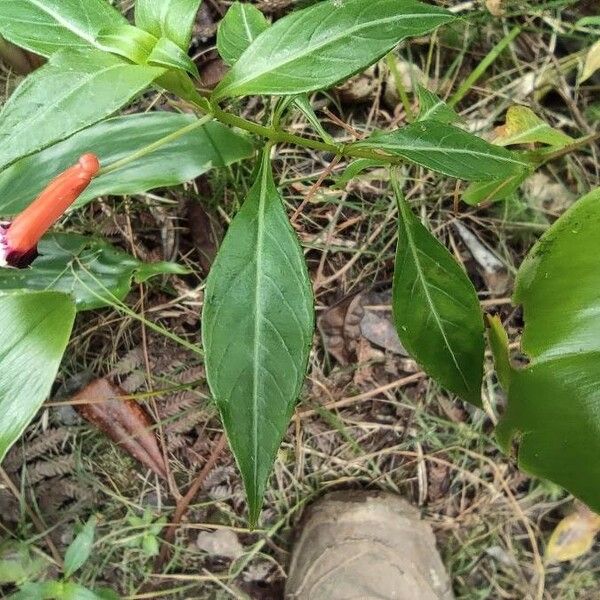 Cigar flower (Cuphea ignea)