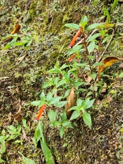 Cigar flower (Cuphea ignea)