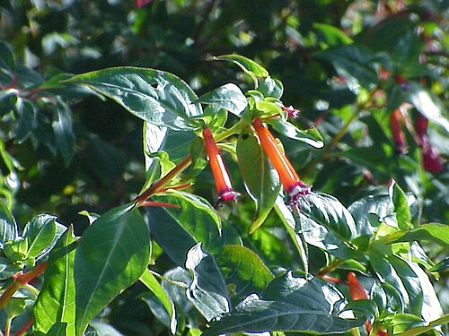 Cigar flower: Species : Cuphea ignea Family : Lythraceae Image No. 1