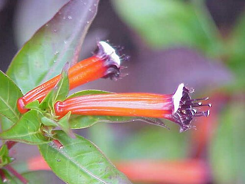 Cigar flower: Species : Cuphea ignea Family : Lythraceae Image No. 2
