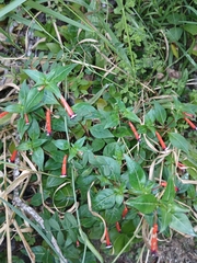 Cigar flower (Cuphea ignea)