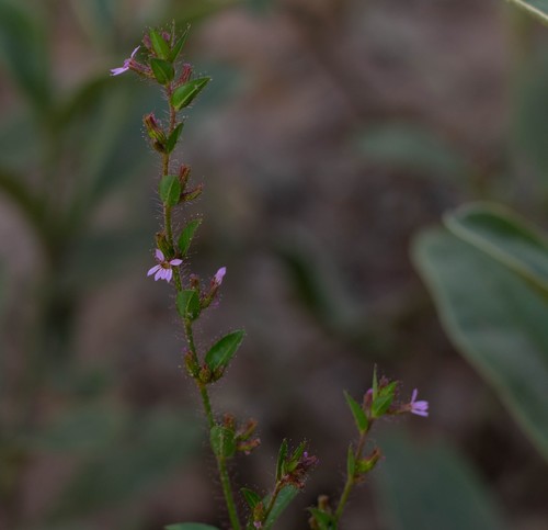 Cuphea inaequalifolia (Cuphea inaequalifolia)