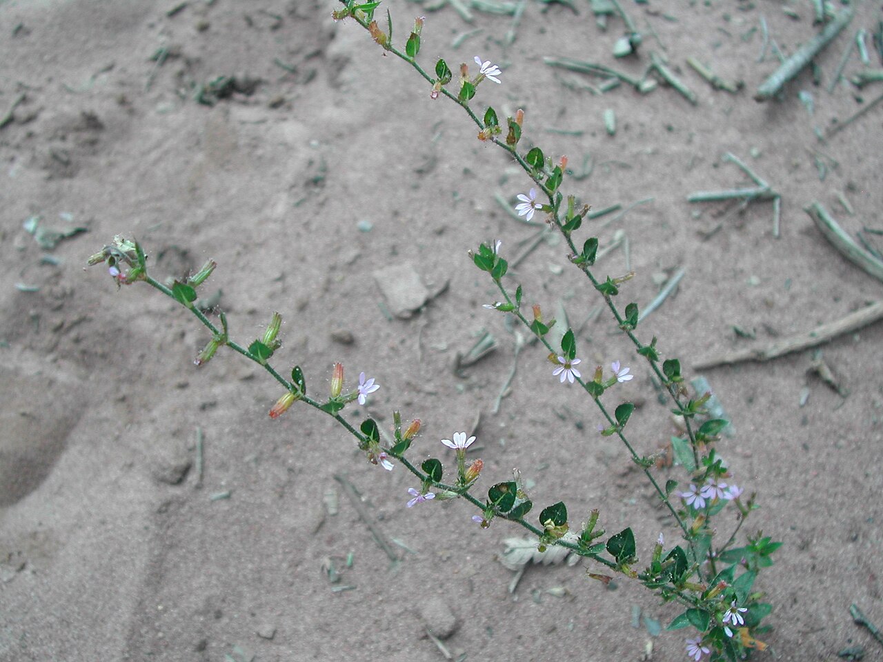 Cuphea inaequalifolia: Cuphea inaequalifolia, Vila Piloto, Três Lagoas - MS, 79612, Brasil, 2008-03-06 (iNaturalist).
