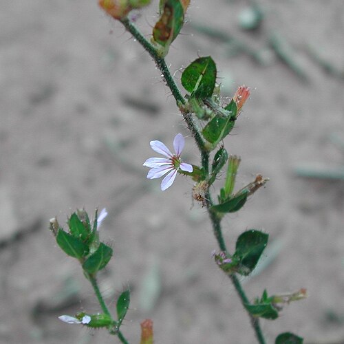 Cuphea inaequalifolia: Cuphea inaequalifolia, Vila Piloto, Três Lagoas - MS, 79612, Brasil, 2008-03-06 (iNaturalist).