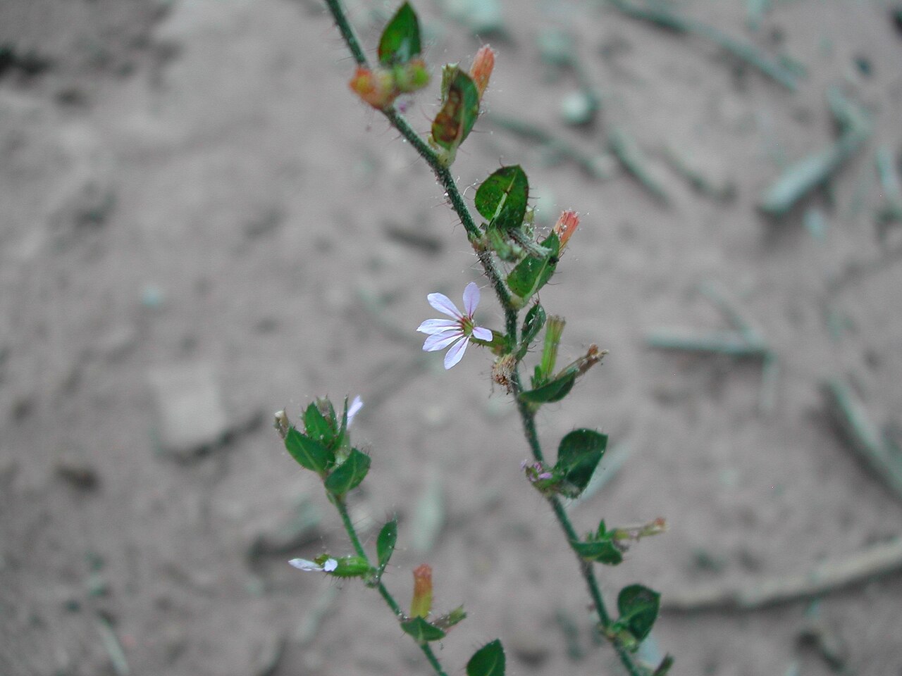 Cuphea inaequalifolia: Cuphea inaequalifolia, Vila Piloto, Três Lagoas - MS, 79612, Brasil, 2008-03-06 (iNaturalist).