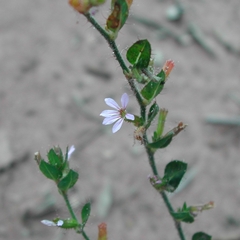 Cuphea inaequalifolia (Cuphea inaequalifolia)