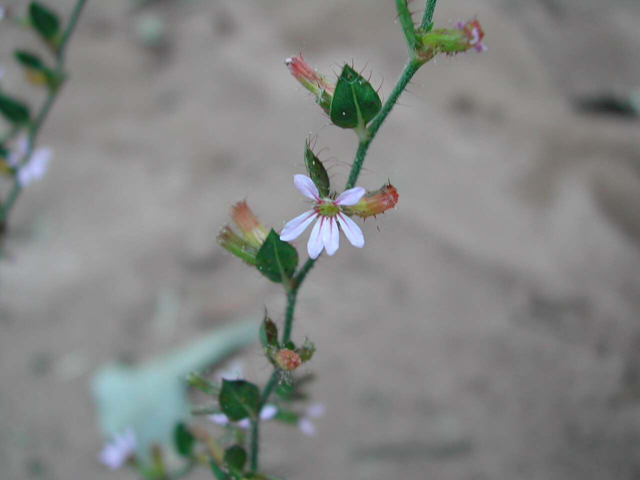 Cuphea inaequalifolia: Cuphea inaequalifolia, Vila Piloto, Três Lagoas - MS, 79612, Brasil, 2008-03-06 (iNaturalist).