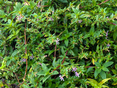 Cuphea ingrata (Cuphea ingrata)