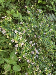 Cuphea ingrata (Cuphea ingrata)