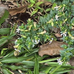 Cuphea ingrata (Cuphea ingrata)
