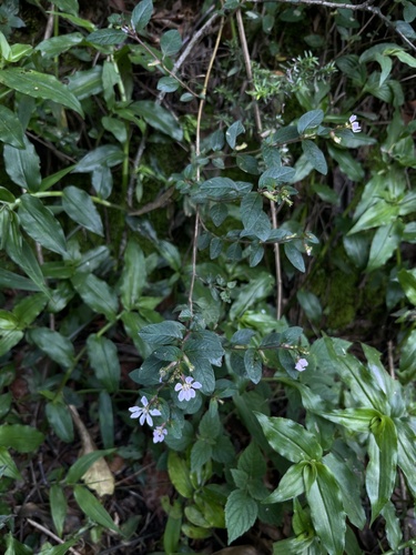 Cuphea ingrata (Cuphea ingrata)