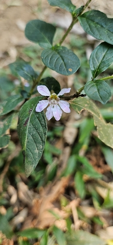 Cuphea ingrata (Cuphea ingrata)