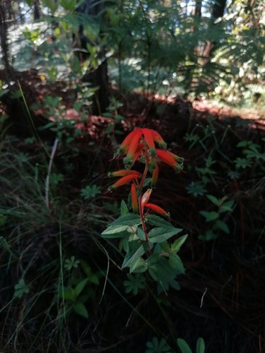 Cuphea jorullensis (Cuphea jorullensis)