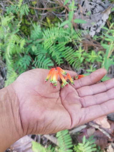 Cuphea jorullensis (Cuphea jorullensis)