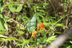 Cuphea jorullensis (Cuphea jorullensis)
