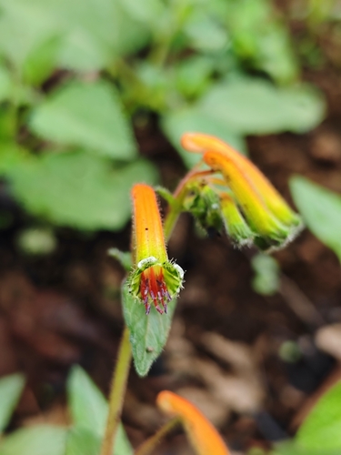 Cuphea jorullensis (Cuphea jorullensis)