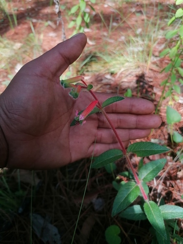 Cuphea jorullensis (Cuphea jorullensis)