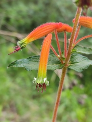 Cuphea jorullensis (Cuphea jorullensis)