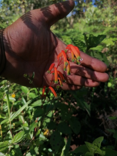 Cuphea jorullensis (Cuphea jorullensis)