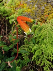 Cuphea jorullensis (Cuphea jorullensis)