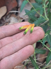 Cuphea jorullensis (Cuphea jorullensis)