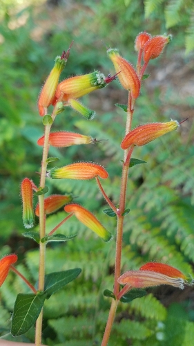 Cuphea jorullensis (Cuphea jorullensis)