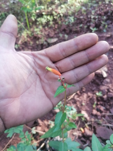 Cuphea jorullensis (Cuphea jorullensis)