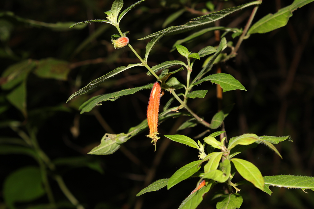 Cuphea jorullensis (Cuphea jorullensis)