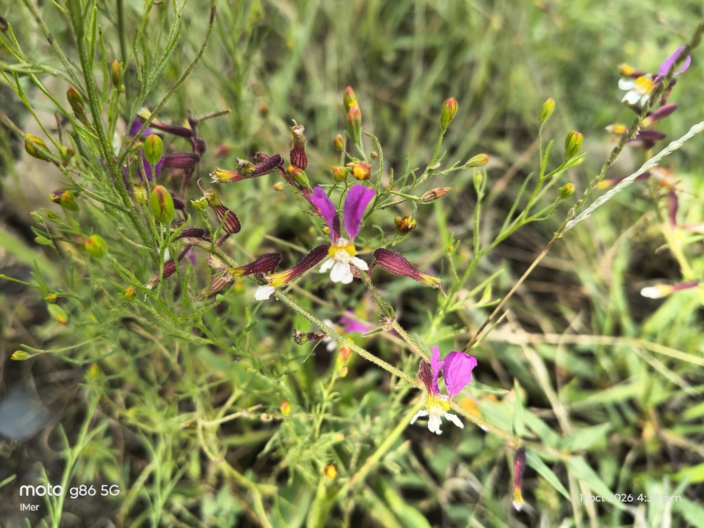 Cuphea laminuligera (Cuphea laminuligera)