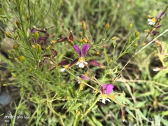 Cuphea laminuligera (Cuphea laminuligera)
