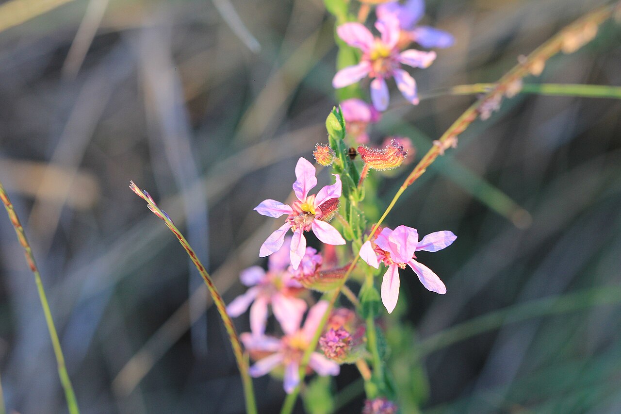 Cuphea linarioides: Cuphea linarioides in Argentina