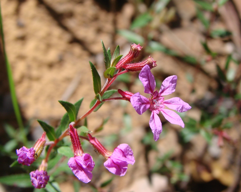 Cuphea linarioides: Cuphea linarioides - LYTHRACEAE - Chapada Imperial - Brasília - Distrito Federal - Brasil.