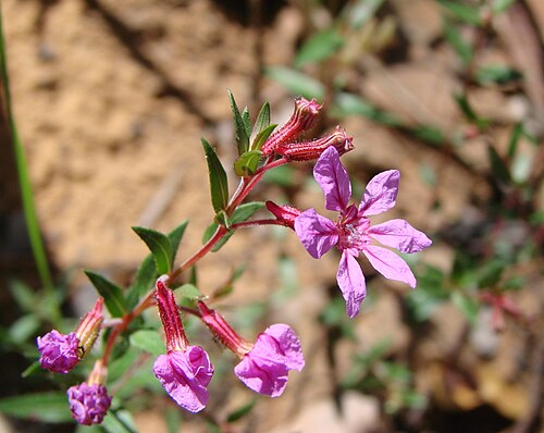 Cuphea linarioides: Cuphea linarioides - LYTHRACEAE - Chapada Imperial - Brasília - Distrito Federal - Brasil.